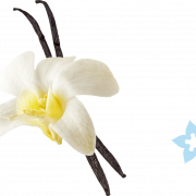 Fleur de vanille transparente