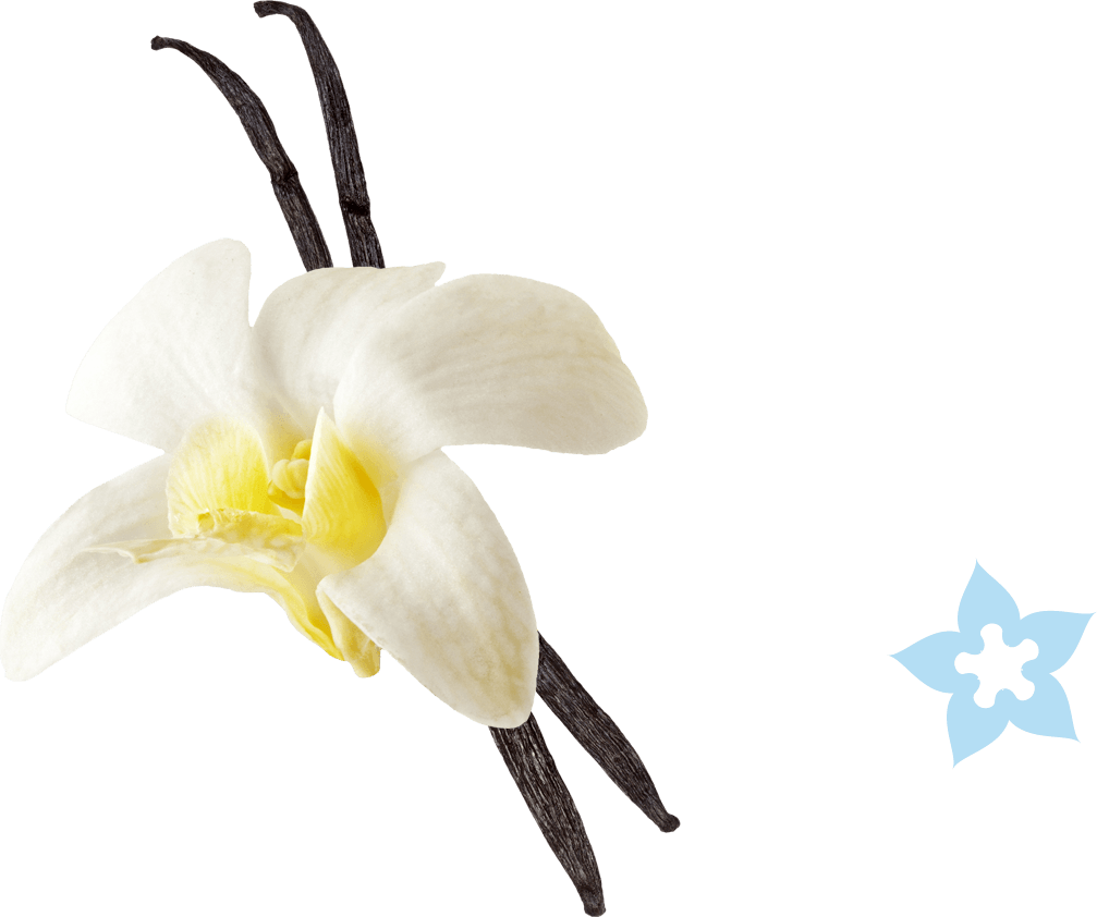 Vanilla Flower Transparent