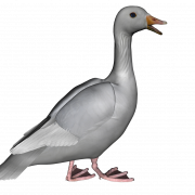 Vektor Goose Png