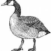 Vector Goose PNG Images
