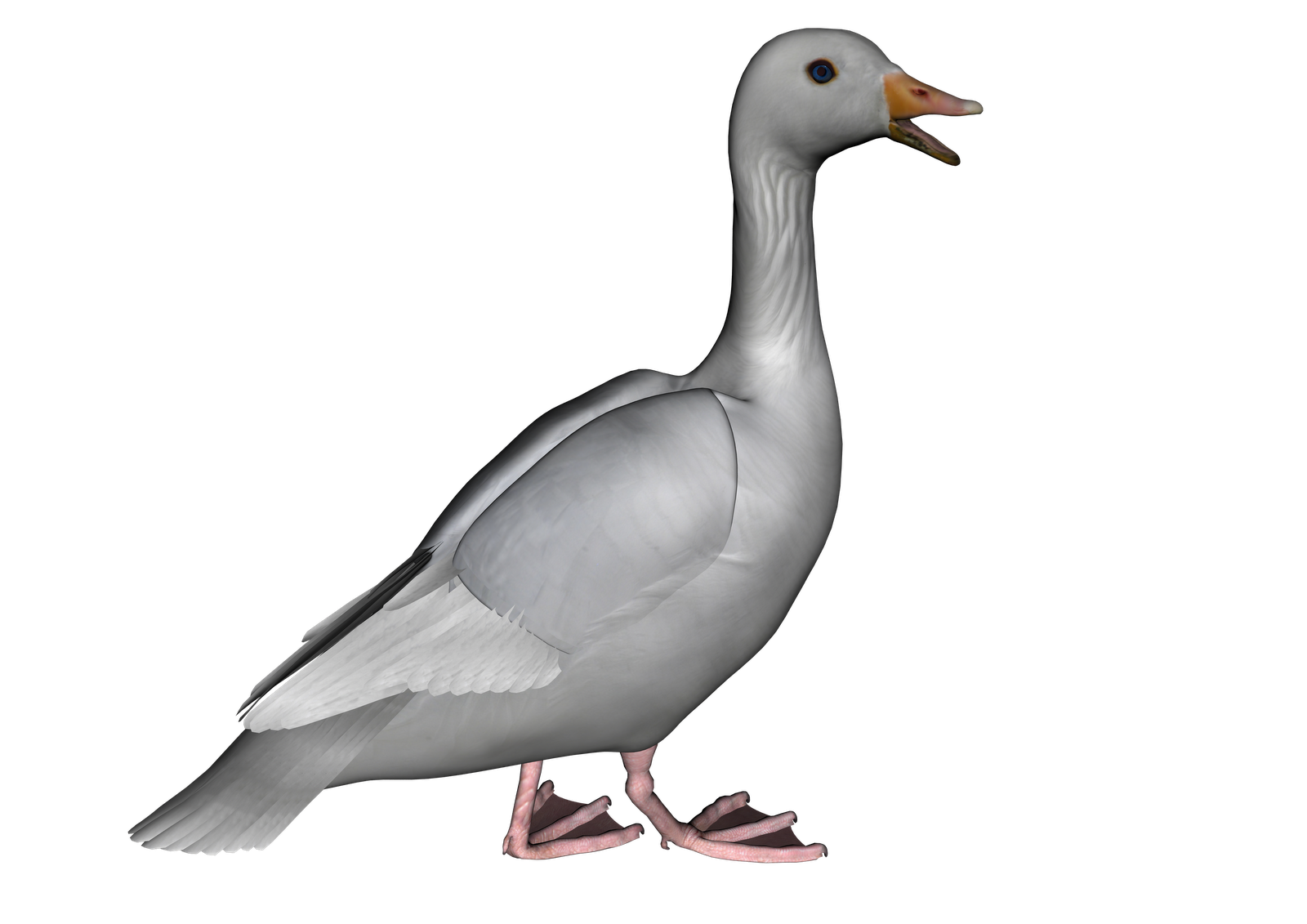 Vector Goose PNG