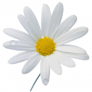 Witte Kamomile PNG