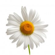 Weiße Camomile PNG -Datei