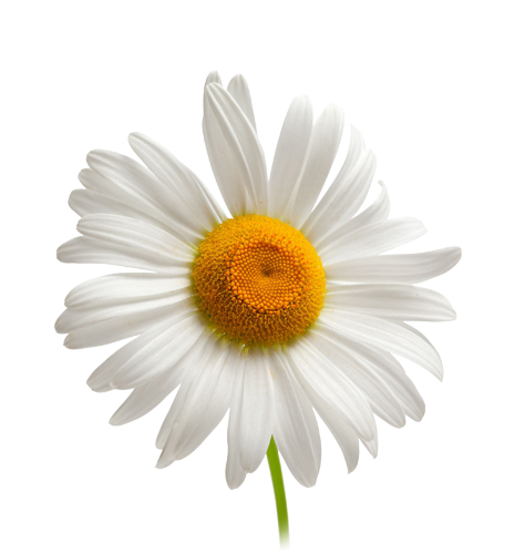 White Camomile PNG -bestand