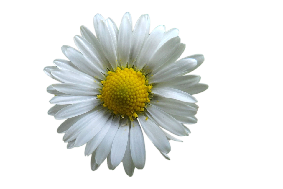 White Camomile PNG Image