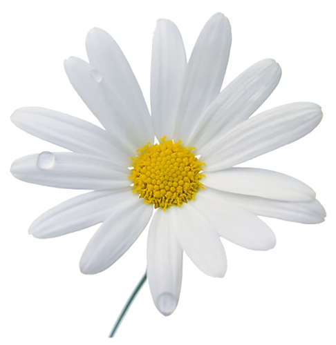 White Camomile PNG Photo