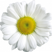 Witte Kamomile PNG PIC