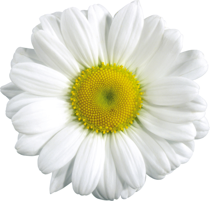 White Camomile PNG Pic