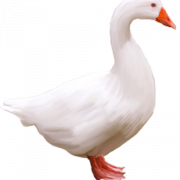PNG de ganso branco