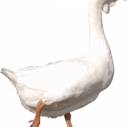 Clipart PNG de ganso branco