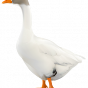White Goose PNG Cutout
