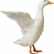 White Goose PNG File