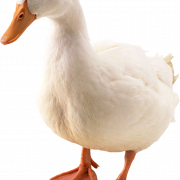 White Goose PNG Image