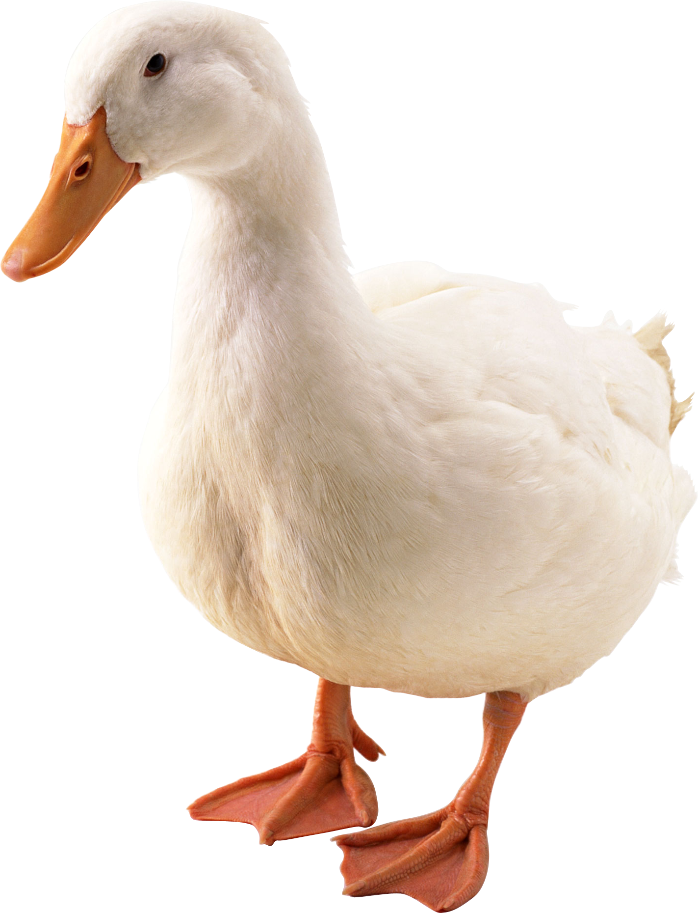 White Goose PNG Image
