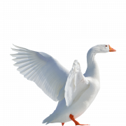 Imagens PNG de ganso branco