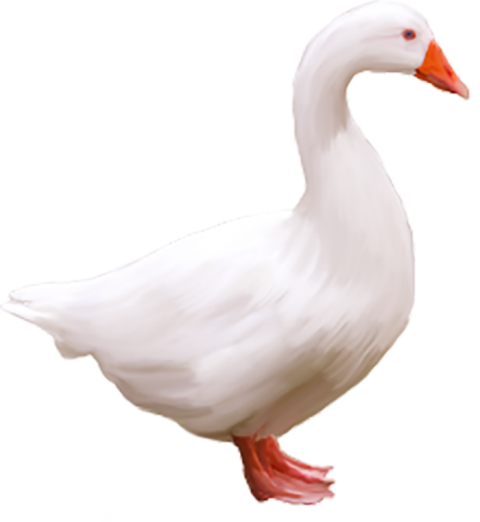White Goose PNG