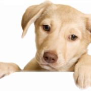 White Puppy PNG