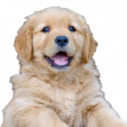 White Puppy PNG File