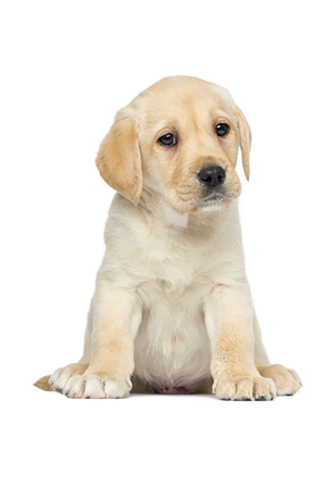 White Puppy PNG Image