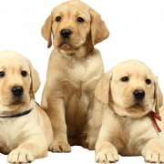 White Puppy PNG Images
