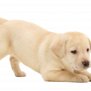 White Puppy PNG Photo