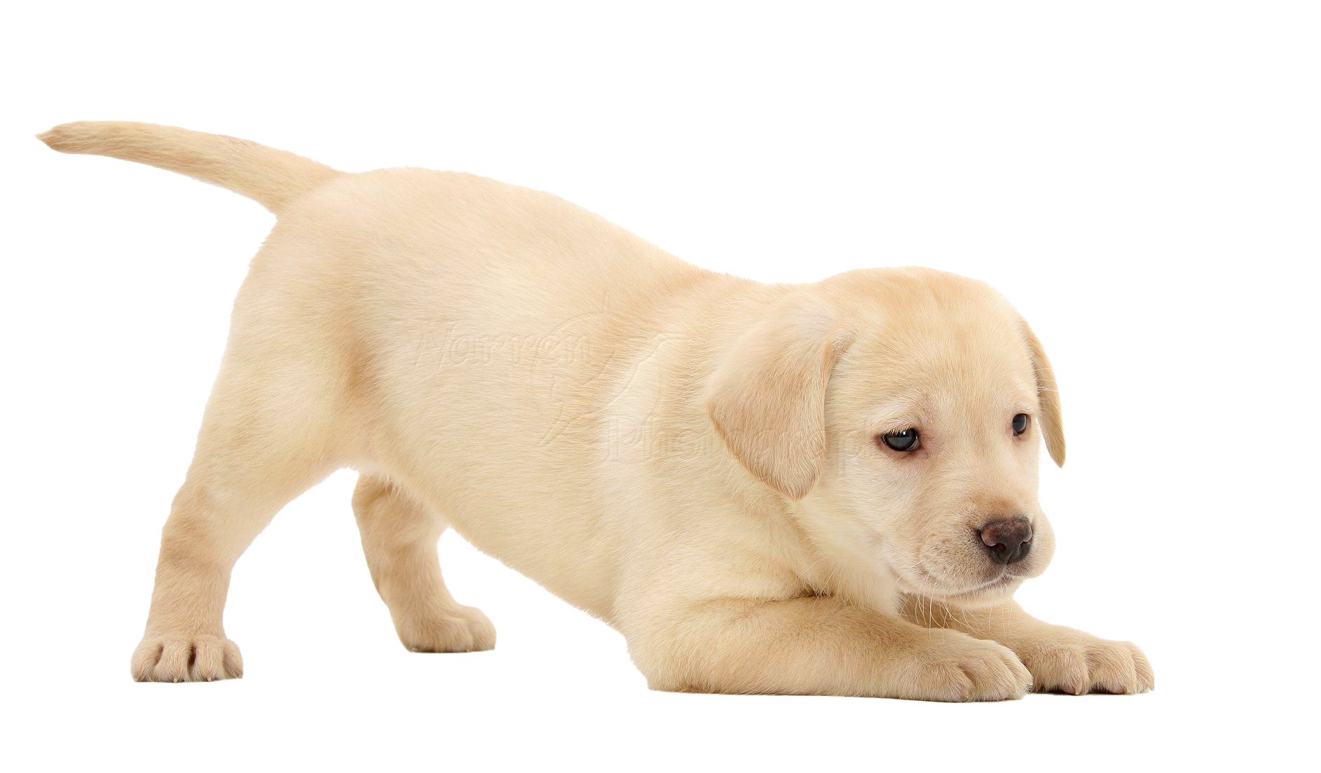 White Puppy PNG Photo