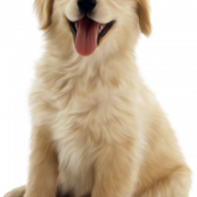 White Puppy PNG Photos