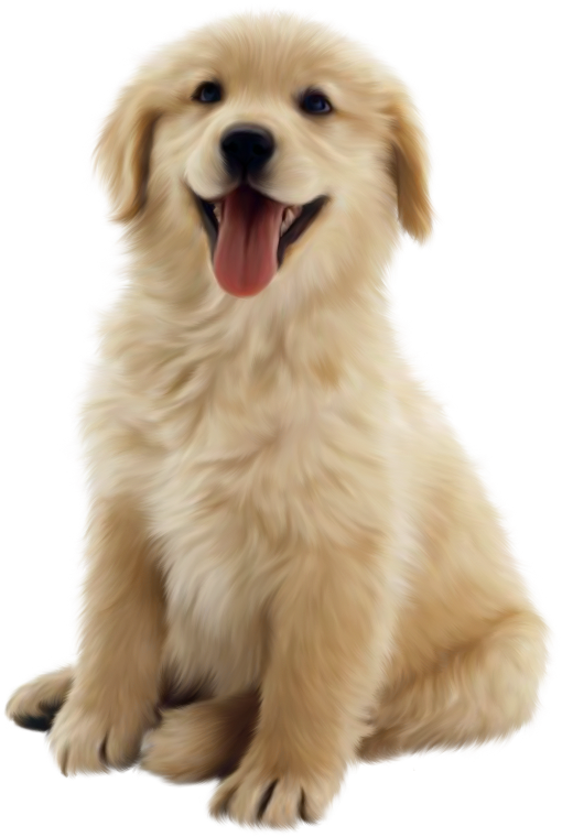 White Puppy PNG Photos