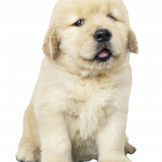 White Puppy PNG Pic
