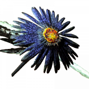 Aster Flower PNG HD Image