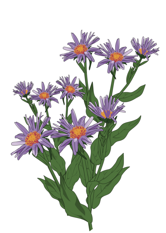 Aster Flower PNG Images HD