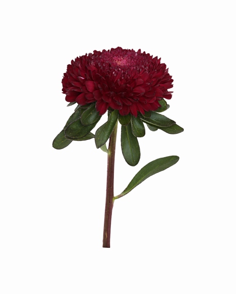 Aster Flower PNG Photos