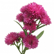 Aster Flower PNG Pic