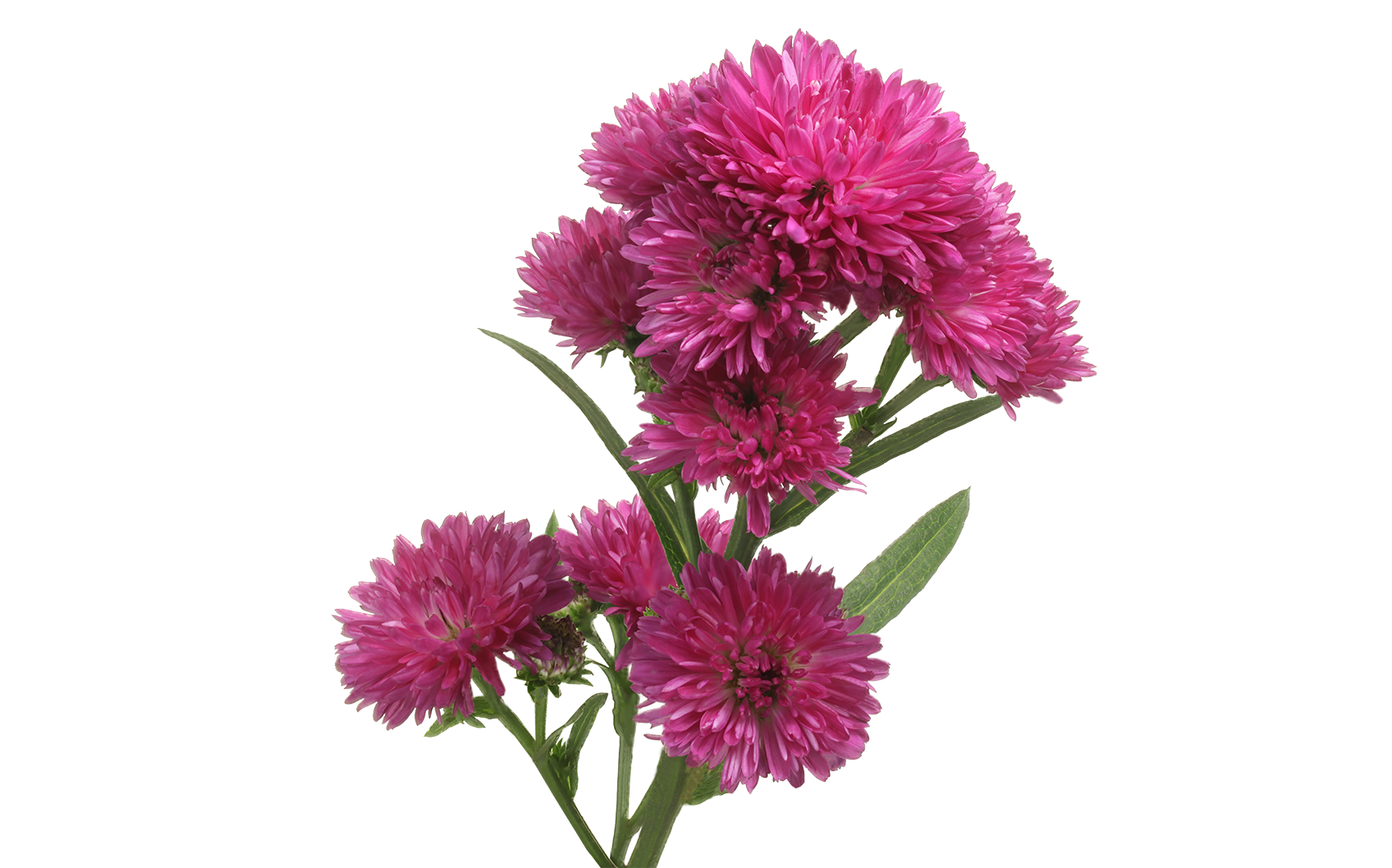 Aster Flower PNG Pic
