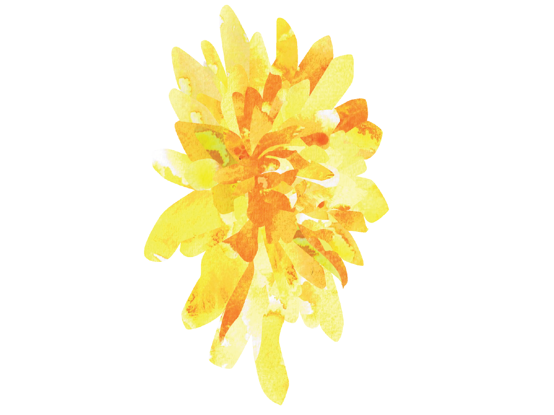 Aster Flower PNG Picture