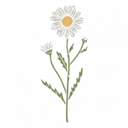 Aster Flower Plant PNG