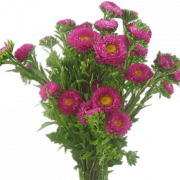 Aster Flower Plant PNG Photo