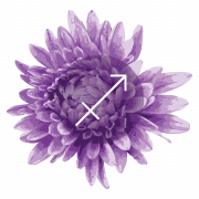 Aster Flower Purple PNG Cutout