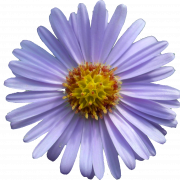 Aster Flower Purple PNG File
