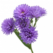 Aster Flower Purple PNG Image