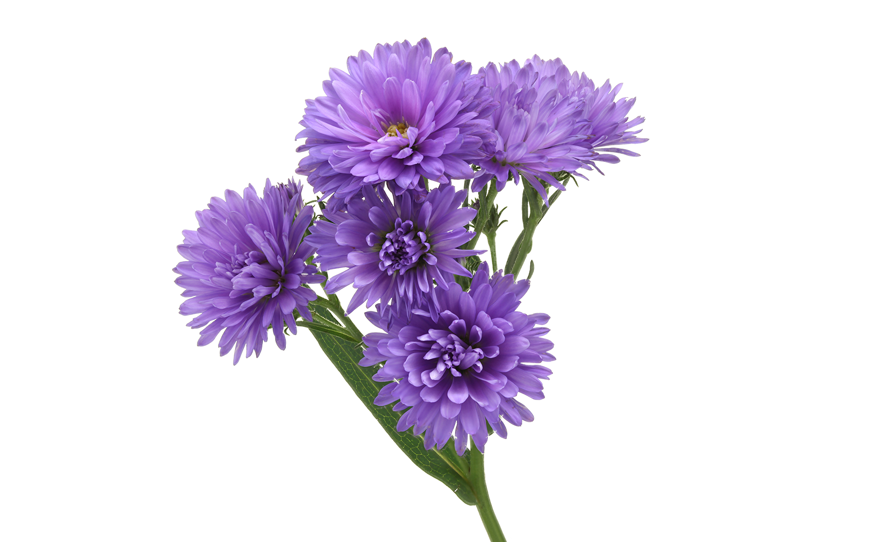 Aster Flower Purple PNG Image