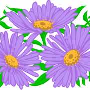 Aster Flower Purple PNG Images