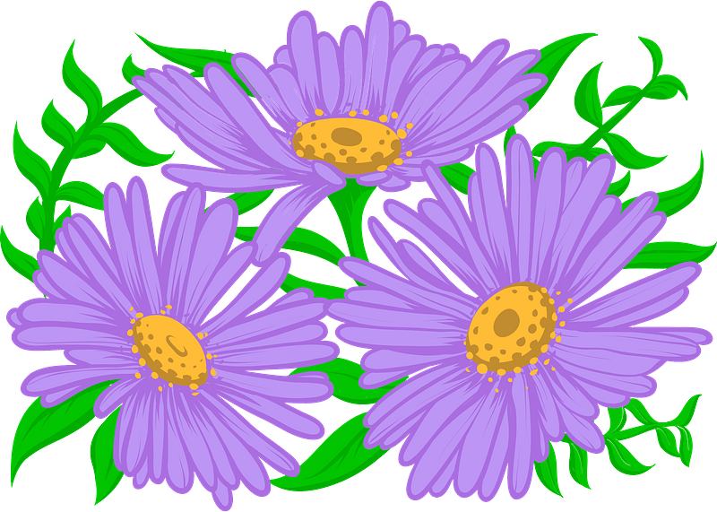 Aster Flower Purple PNG Images