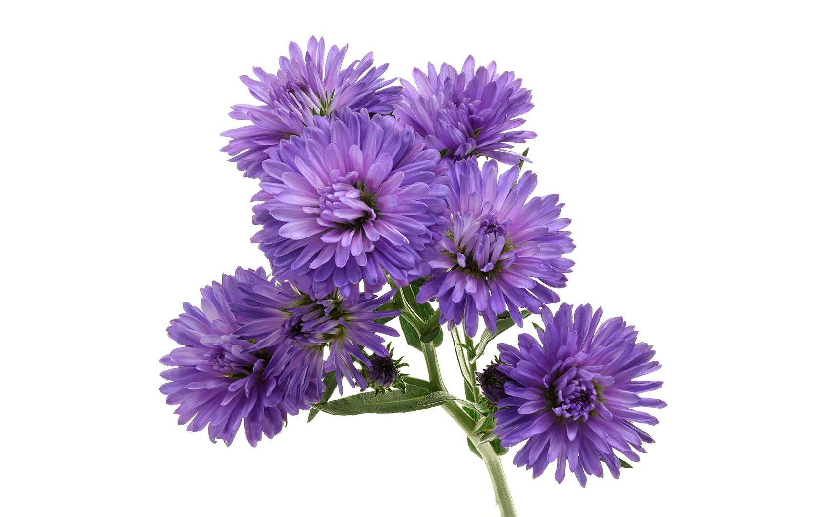 Aster Flower Purple PNG Photo