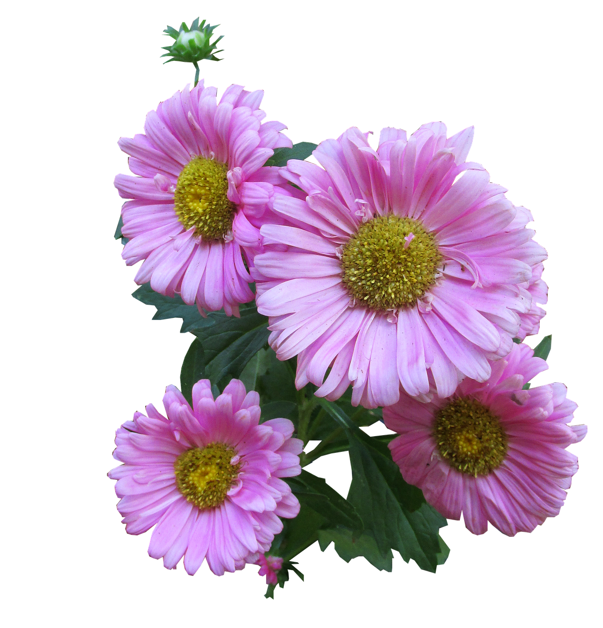 Aster Flower Purple PNG Photos