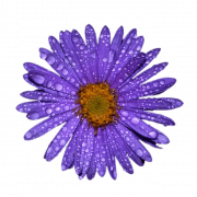 Aster Flower Purple PNG Pic