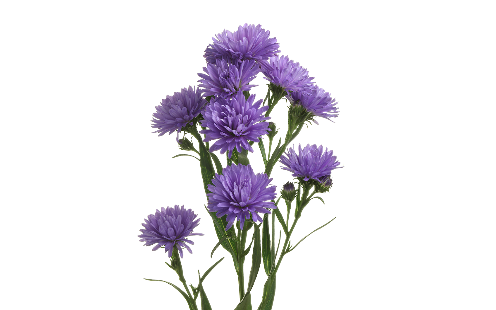 Aster Flower Purple PNG