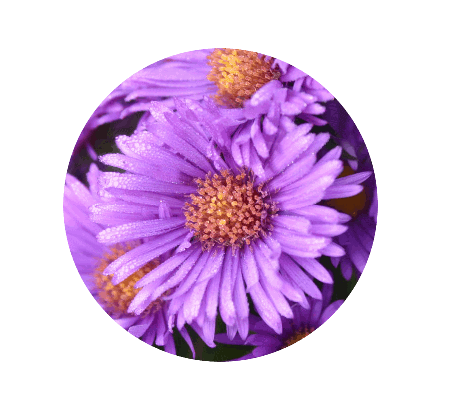 Aster Flower Purple