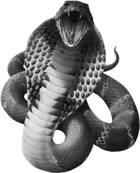 Black Mamba Snake PNG Clipart