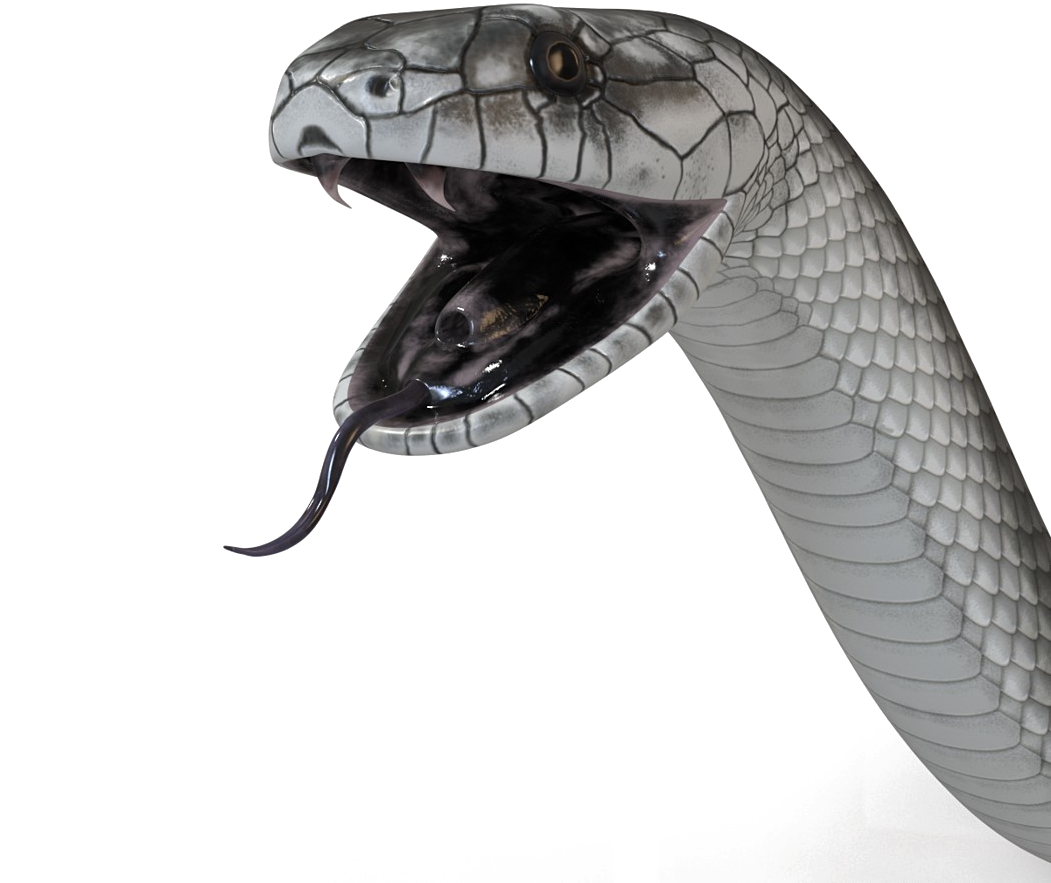 Black Mamba Snake PNG Cutout